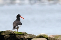 7706 Haematopus ostralegus (Beccaccia di mare)